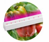 Изображение загружено из каталога картинок. //***VAD***//